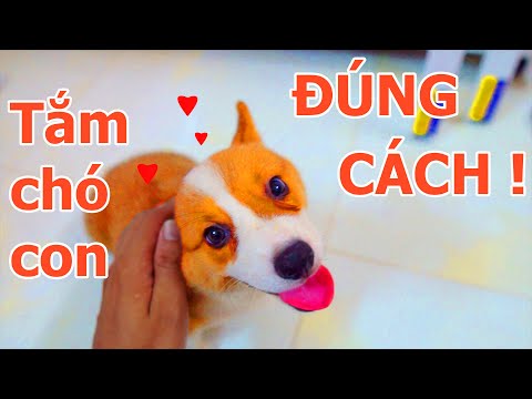 Video: Cách Tắm Cho Chó Con