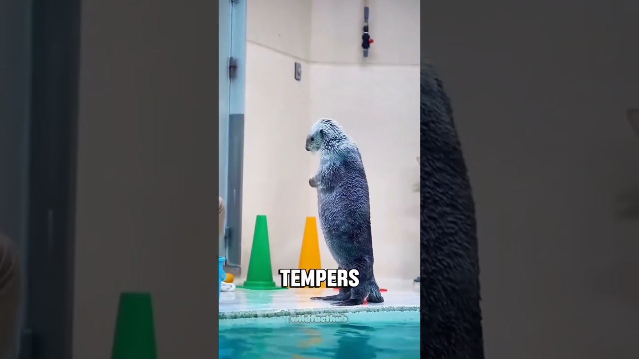 Hilarious Animal Antics