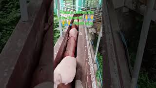 transfer to marketing pen #pigs #farm #animal #everyone