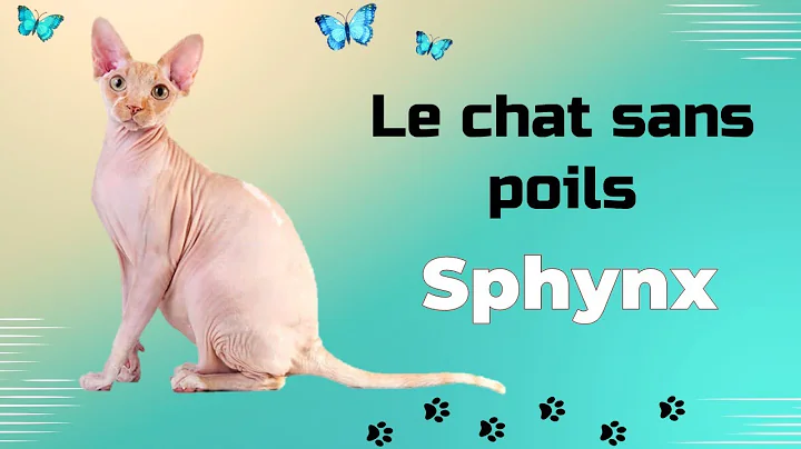 Video 5860971: adopt sphynx