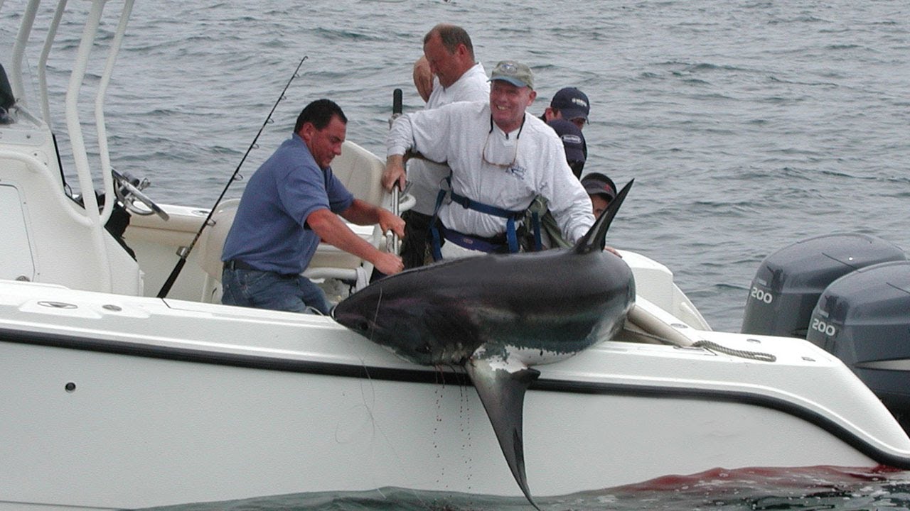 Shark Fishing - New England - 480lb+ Thresher Shark - YouTube