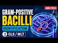 Gram-Positive Bacilli Identification Explained | CLS / MLT Study Guide