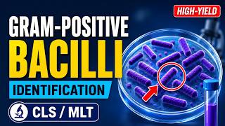 Gram-Positive Bacilli Identification Explained | CLS / MLT Study Guide