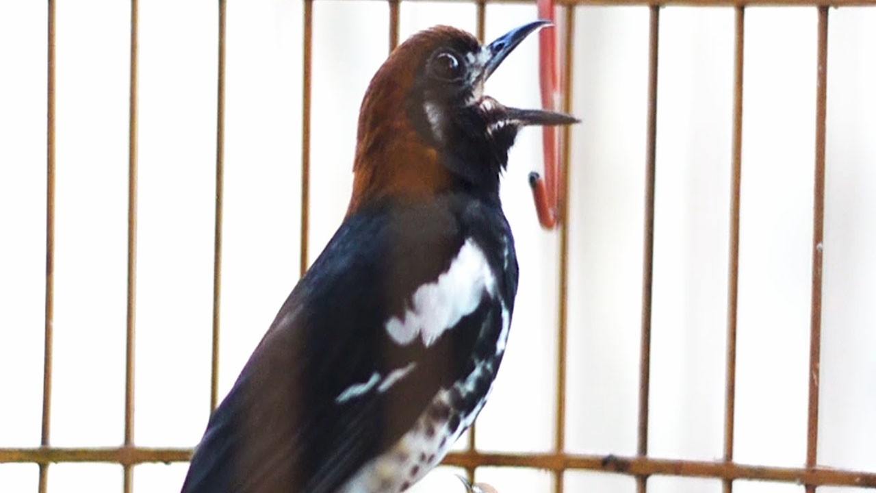 ANIS KEMBANG RUMAHAN MEMBUATGACOR ANIS KEMBANG LAIN #aniskembang