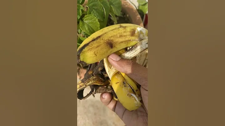 Don't throw away banana peels #shorts #gardeningshorts #bananapeels #floweringplants