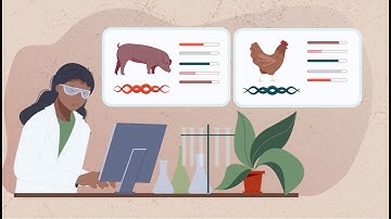 GENE-SWitCH Movie: Deciphering the functional genome of pigs and chickens