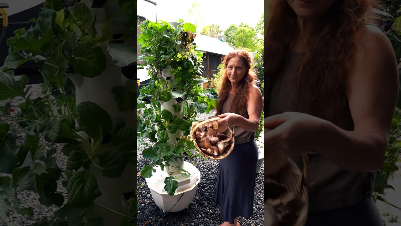 Mushrooms, zucchini, wild foraged foods and Tower Gardens.