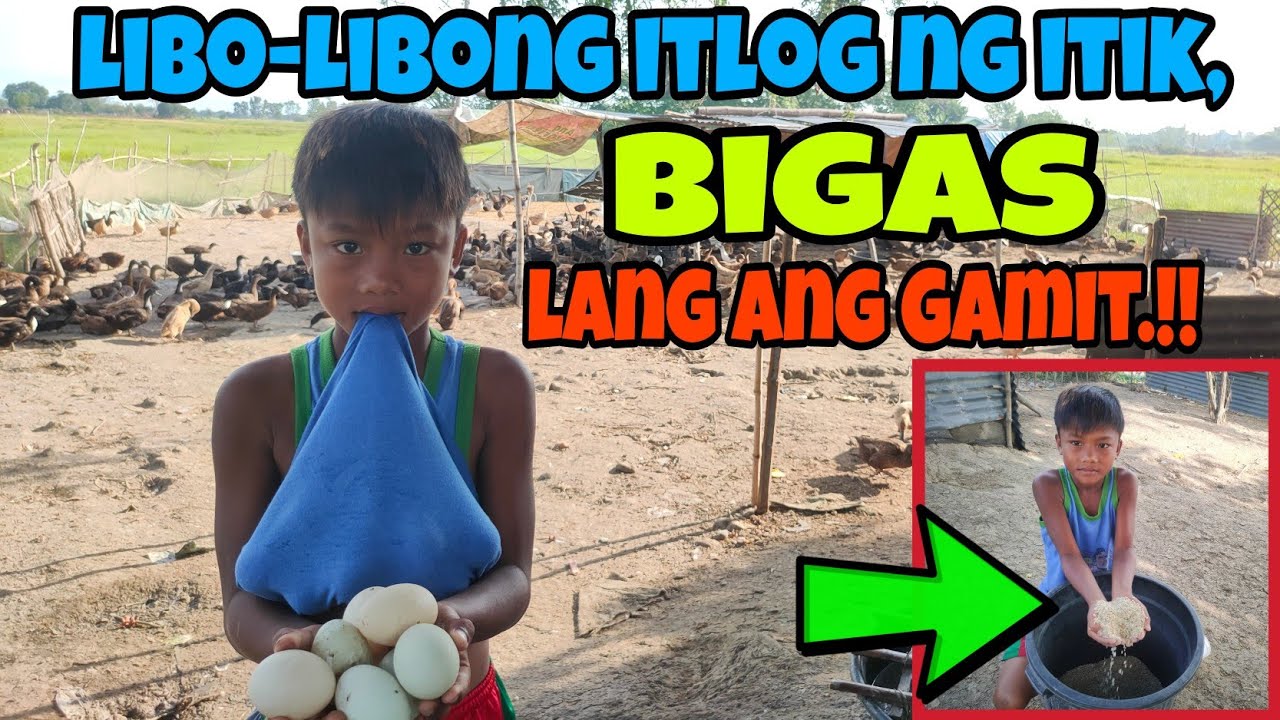 LIBO-LIBONG ITLOG NG ITIK NAGKALAT! BIGAS LANG PALA KATAPAT PARA DUMAMI