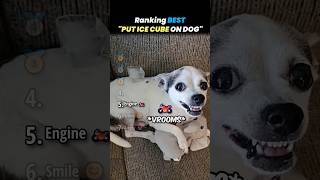 Ranking BEST PUT ICE CUBE ON DOG Core Moments!! 🐶🧊