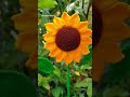 crochet Sunflower 🌻🌻