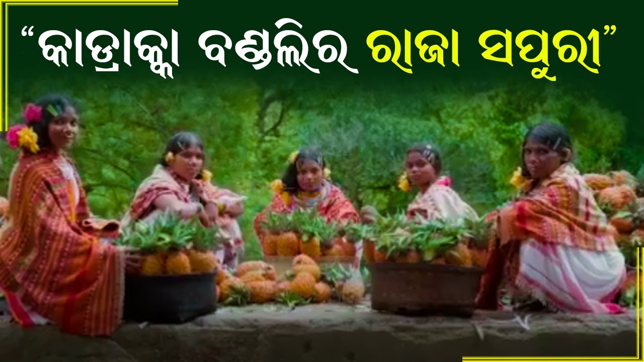 Kadrakabandli : Raja Verity Pineapple Cultivation by Dangaria Kandha Tribes of Odisha