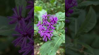 Episode 101 The Nature Trail