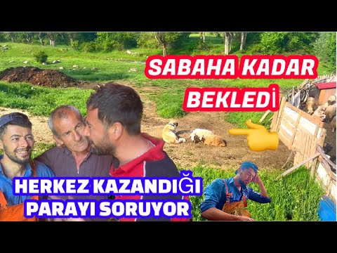 KOYUN VE KUZUYU BEKLEYEN KANGAL KÖPEĞİ / KEÇİ ISIRIRMI / HERKEZ KAZANDIĞIM PARAYI SORUYOR /