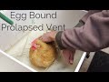 What we did to help our chicken that was egg bound with a prolapsed vent | Backyard Chickens