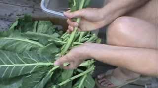 Freezing Collards Greens