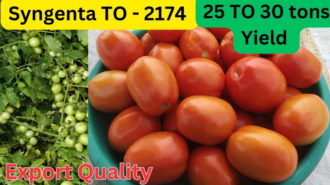 High Yielding Tomato Hybrid Syngenta Tomato Hybrid TO- 2174 - YouTube