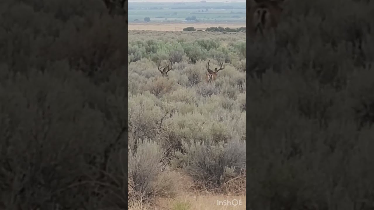 Scouting Its Almost Time For Deer Season Hunting Muledeer