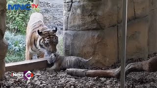 Anak Harimau Sumatra Usia 1 Bulan Diperkenalkan di Kebun Binatang London #LintasiNewsMalam 14/01
