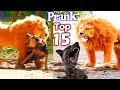 Best prank collection top 15  fake lion prank real dog super funny  try not to laugh challenge