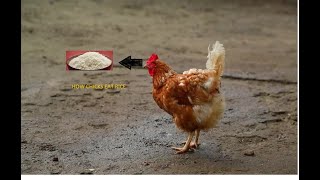 How chicks eat RICE | JazzTGB screenshot 4