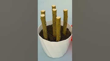 Propagate lemon tree from cuttings with Turmeric powder #lemon_tree_from_cuttings