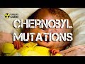 Chernobyl Mutations in Humans and Children of Chernobyl