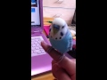 まめ吉