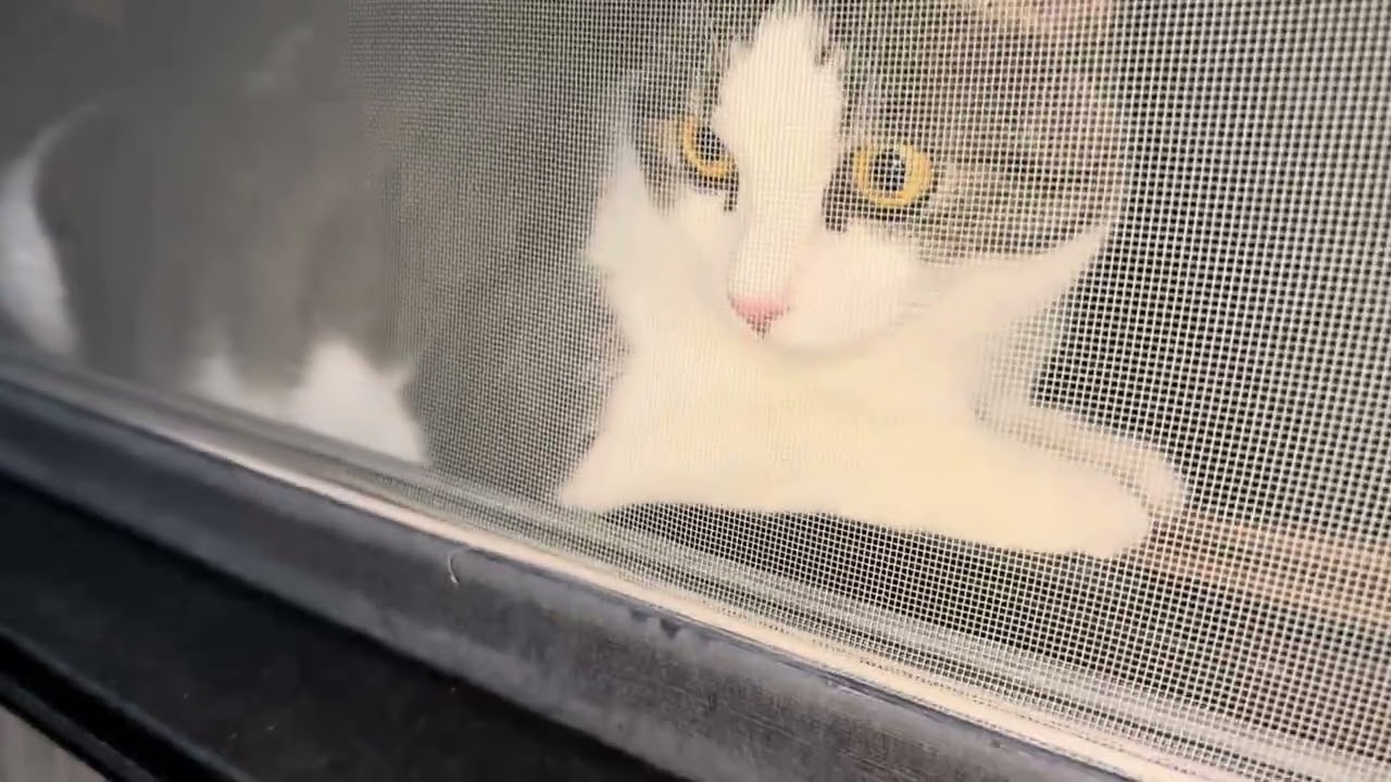 Maru the bratty kitty pouncing on his human dad with some serious