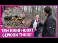 Honden in bos verboden vanwege stikstof: ‘Meest onlogische plek!'