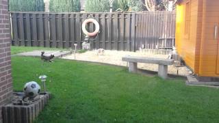 2 Chihuahuas Spielen Fangen