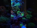 Looks soft… but this coral is doing serious work in your reef 🌊✨ #saltwateraquarium #reeflife #fish
