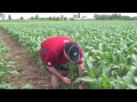 Wideo: Co to jest brudzenie kukurydzy – porady dotyczące zapobiegania i leczenia choroby związanej z bruzdą kukurydzy