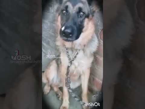 dog lover 🐶🐕#emotional #whatsappstatus #youtube #shorts #dog #bgm #pets #like #vibe #stylish #naresg