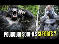 Pourquoi les gorilles sontils si  forts 