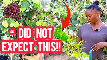 🍇 “My Grapevine is Fruiting Again! Tips To Get More Grapes At Home”