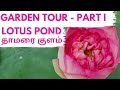 Garden Tour - Part I, My favourite  Lotus Pond,Pavila Kunnavakkam