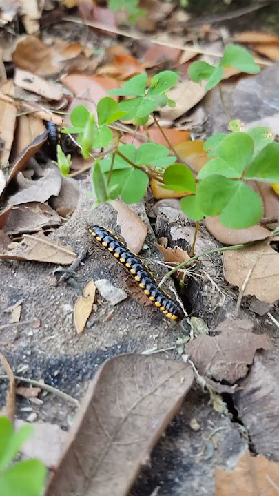 N6UMPUL DULU YU !!!!!! #millipede #kakiseribu #luwing