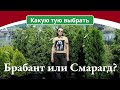 Какую тую выбрать: Брабант или Смарагд?