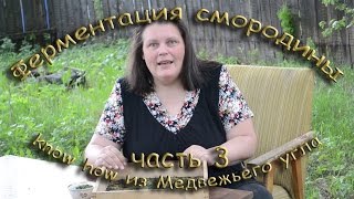 ОКОНЧАНИЕ ФЕРМЕНТАЦИИ СМОРОДИНОВОГО ЛИСТА