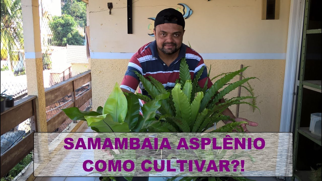 SAMAMBAIA ASPLÊNIO - COMO CULTIVAR?!