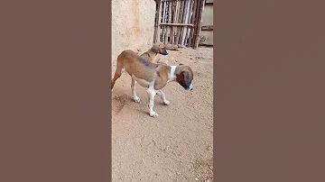 ட ல ய ன கவல Funny Comedy Viral Susee 