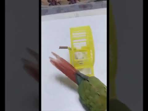 bird puts hamster in wheel