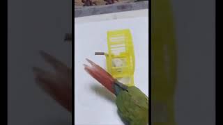 Con Vẹt Dạy Hamster Bay - Parrot And Hamster