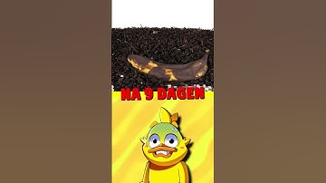 Zo Ziet Een BANAAN Eruit Na 100 DAGEN..🤐🤮