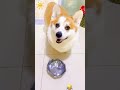 #dog #funny #funnydogs