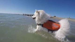 How to get your Samoyed in the water