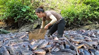 Download Lagu Amazing fishing skills: Hand-catching 500kg+ giant carp \u0026 wild catfish for market sale with family MP3
