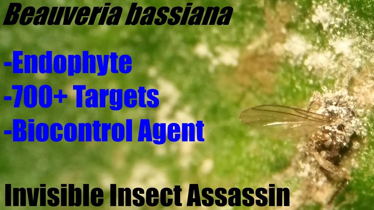 Beauveria bassiana Short