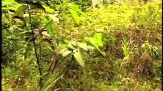 Jungle Survival Staying Heathy (Survival Zone)