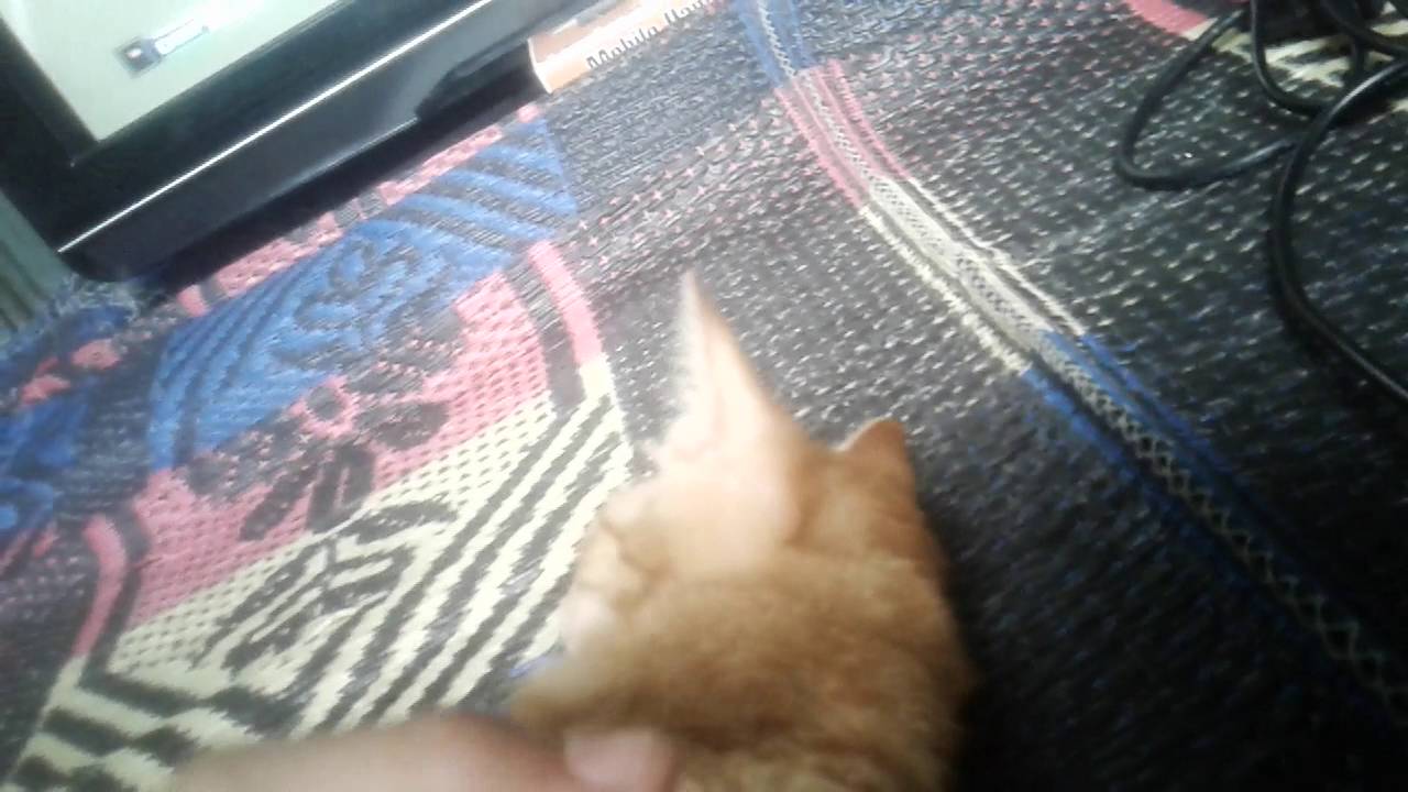 Kucing Nonton Bola Lucu Abis YouTube